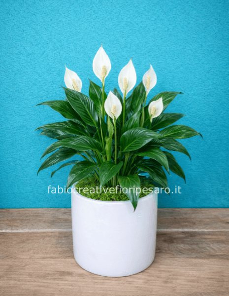 Spathiphyllum – Eleganza naturale e benessere per ogni ambiente 🤍🌿